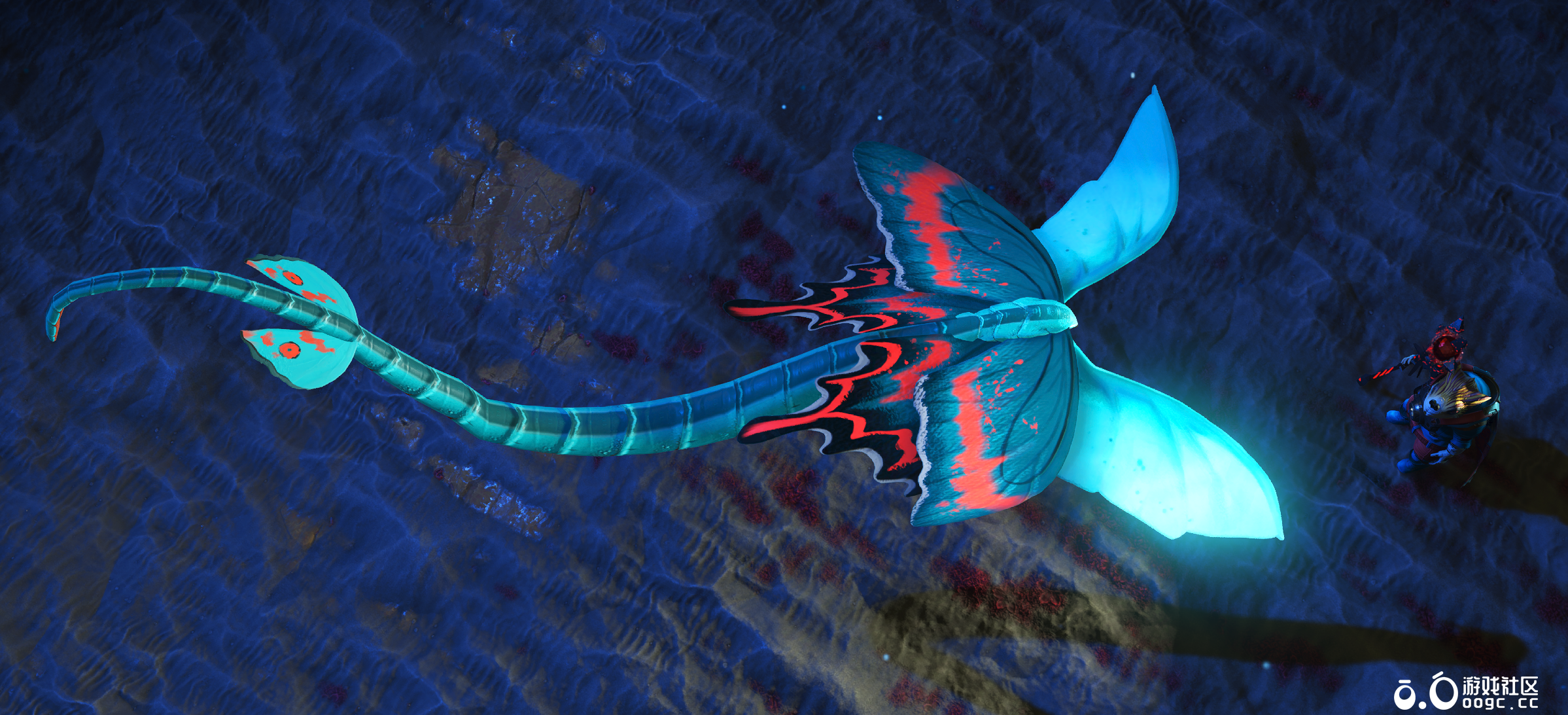 宠物-飞行-飞蛾蛇尾-2